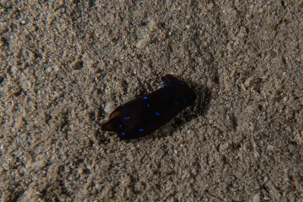 Kızıl Deniz 'deki deniz sümüklüböceği Renkli ve güzel, Eilat Israel