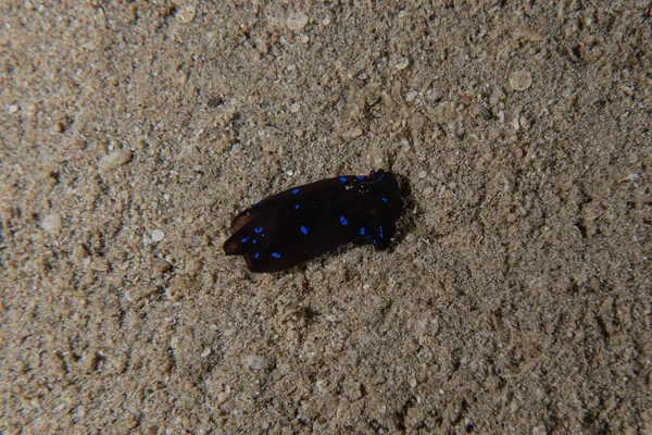 Kızıl Deniz 'deki deniz sümüklüböceği Renkli ve güzel, Eilat Israel