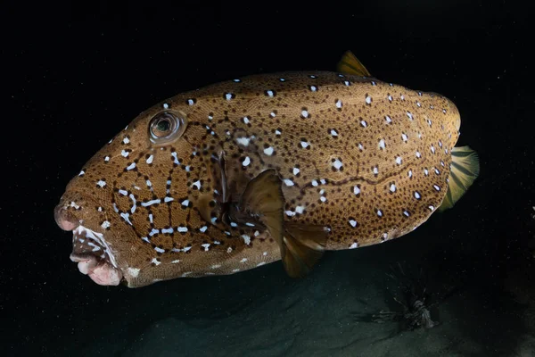 Fiskar Simmar Röda Havet Färgglada Fiskar Eilat Israel — Stockfoto