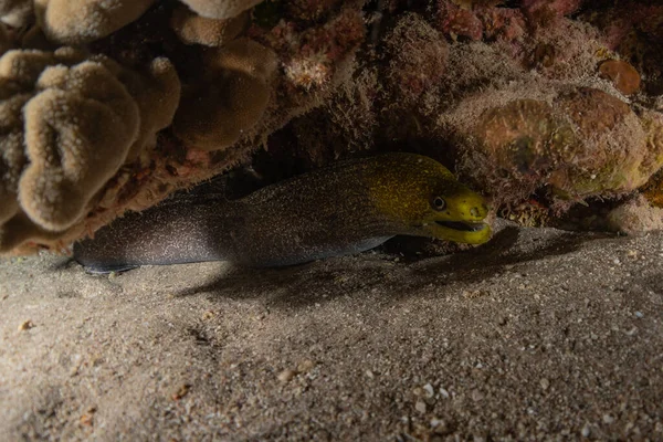 Moray eel Mooray lycodontis Kızıldenizde dalgalanma, Eilat Israel