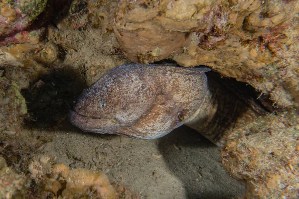 Moray Eel Mooray Lycodontis Undulatus Red Sea Eilat Israel — Φωτογραφία Αρχείου