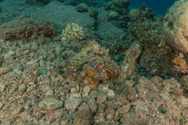 Kızıl Deniz 'deki kamuflajın kralı, Eilat Israel. 