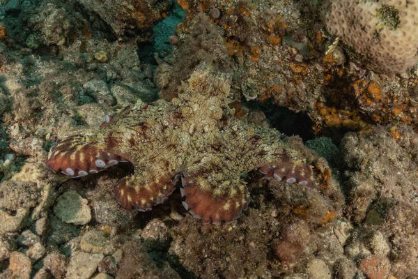 Octopus king of camouflage in the Red Sea, Eilat Israel