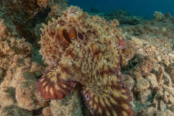 Polpo Del Camuffamento Nel Mar Rosso Eilat Israele — Foto Stock