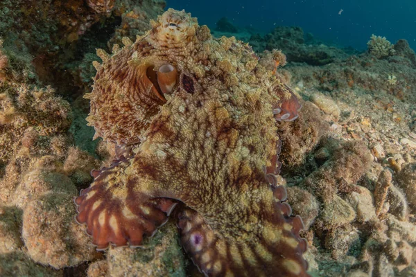 紅海でのカモフラージュのタコ王エイラート イスラエル — ストック写真