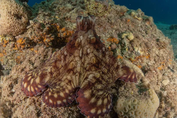 Octopus Koning Van Camouflage Rode Zee Eilat Israël — Stockfoto