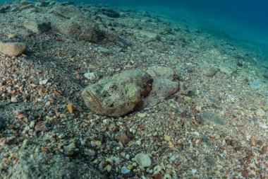 Kızıl Deniz 'de balıklar yüzer, renkli balıklar, Eilat İsrail