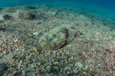 Kızıl Deniz 'de balıklar yüzer, renkli balıklar, Eilat İsrail