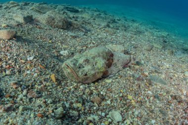 Kızıl Deniz 'de balıklar yüzer, renkli balıklar, Eilat İsrail