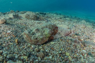 Kızıl Deniz 'de balıklar yüzer, renkli balıklar, Eilat İsrail