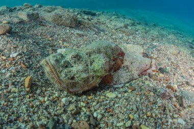 Kızıl Deniz 'de balıklar yüzer, renkli balıklar, Eilat İsrail