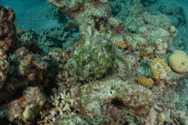 Kızıl Deniz 'de balıklar yüzer, renkli balıklar, Eilat İsrail