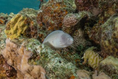 Moray eel Mooray lycodontis Kızıldenizde dalgalanma, Eilat Israel