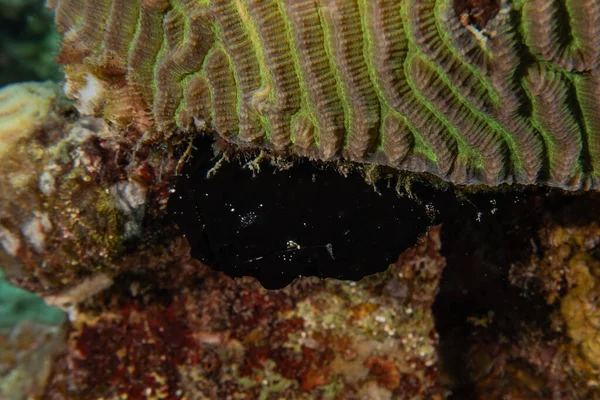 Récif Corallien Plantes Aquatiques Dans Mer Rouge Eilat Israël — Photo