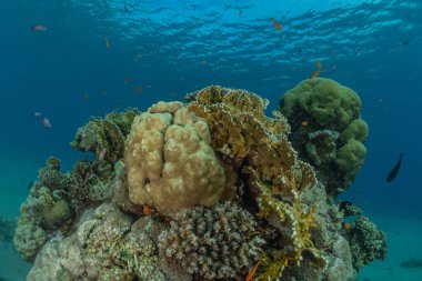 Kızıldeniz 'deki mercan resifi ve su bitkileri, Eilat Israel