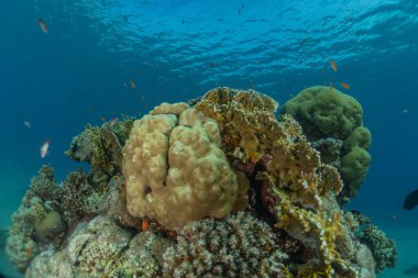 Kızıldeniz 'deki mercan resifi ve su bitkileri, Eilat Israel