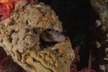 Moray eel Mooray lycodontis Kızıldenizde dalgalanma, Eilat Israel