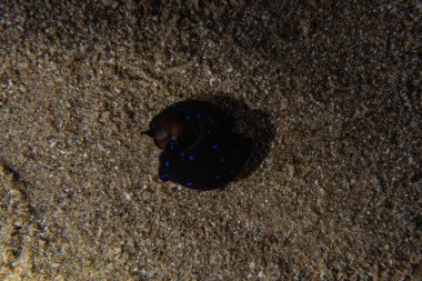 Kızıl Deniz 'deki deniz sümüklüböceği Renkli ve güzel, Eilat Israel