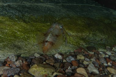 Kızıl Deniz 'deki mürekkep balığı Renkli ve güzel, Eilat Israel