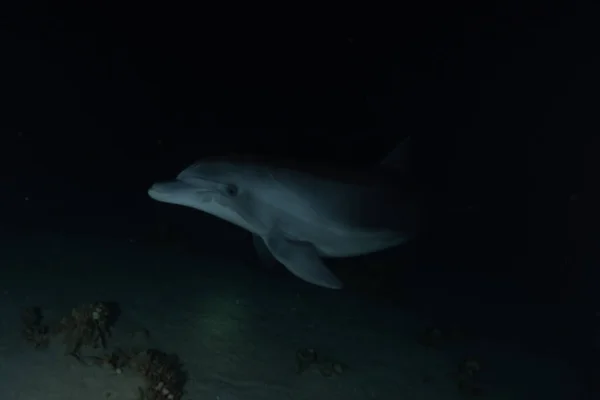 Dauphin Nageant Dans Mer Rouge Eilat Israël — Photo