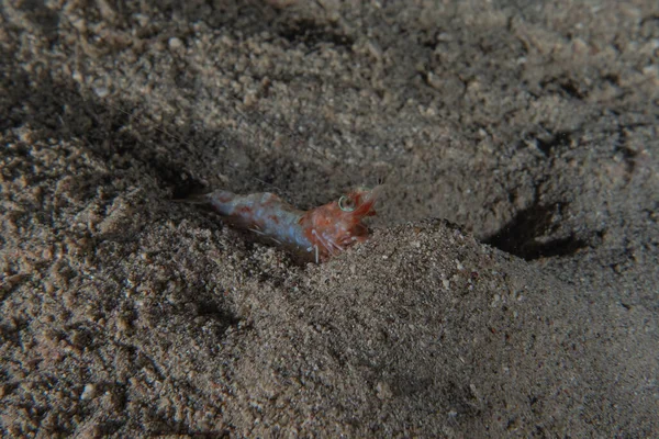 鱼在红海里游来游去 五彩斑斓的鱼 以色列鳗鱼 — 图库照片