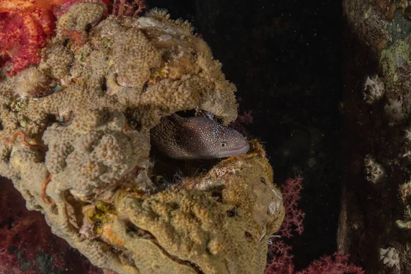 Moray Eel Mooray Lycodontis Undulatus Red Sea Eilat Israel — Stock Photo, Image
