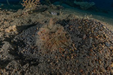 Kızıldeniz 'deki mercan resifi ve su bitkileri, Eilat Israel