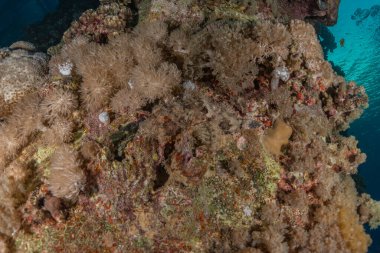 Kızıldeniz 'deki mercan resifi ve su bitkileri, Eilat Israel