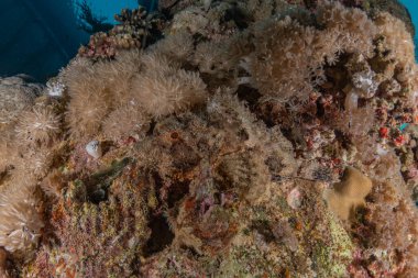 Kızıldeniz 'deki mercan resifi ve su bitkileri, Eilat Israel