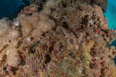 Kızıldeniz 'deki mercan resifi ve su bitkileri, Eilat Israel