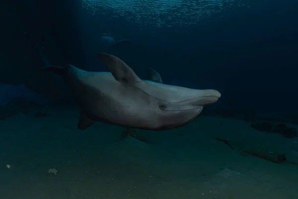 Delfinbad Röda Havet Eilat Israel — Stockfoto