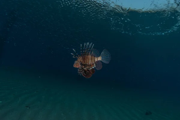 狮子鱼在红海五彩斑斓的鱼 以色列鳗鱼 — 图库照片