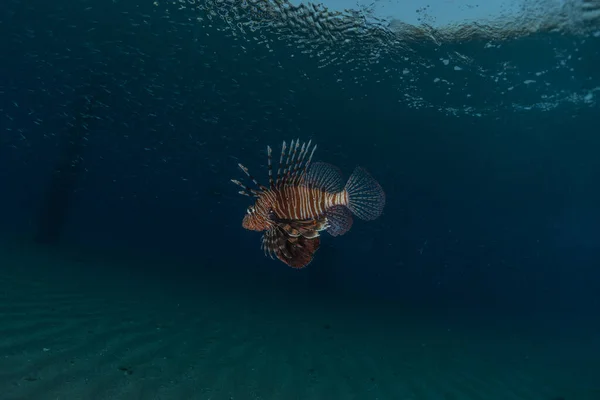 Poisson Lion Dans Mer Rouge Poissons Colorés Eilat Israël — Photo