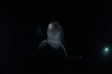 Yunus Kızıl Deniz 'de yüzüyor, Eilat İsrail