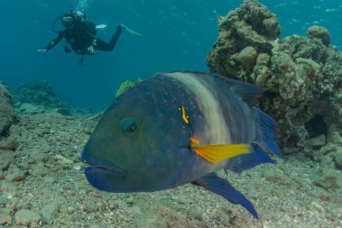 Kızıl Deniz 'de balıklar yüzer, renkli balıklar, Eilat İsrail