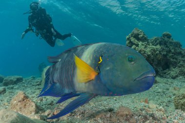 Kızıl Deniz 'de balıklar yüzer, renkli balıklar, Eilat İsrail