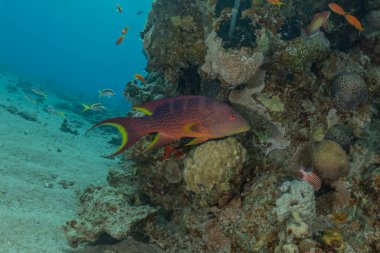 Kızıl Deniz 'de balıklar yüzer, renkli balıklar, Eilat İsrail