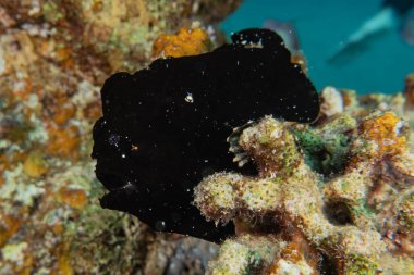 Kızıl Deniz 'deki deniz sümüklüböceği Renkli ve güzel, Eilat Israel