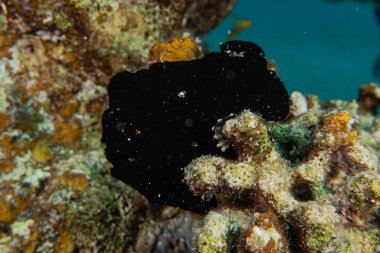 Kızıl Deniz 'deki deniz sümüklüböceği Renkli ve güzel, Eilat Israel