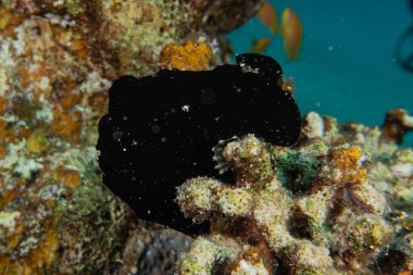 Kızıl Deniz 'deki deniz sümüklüböceği Renkli ve güzel, Eilat Israel