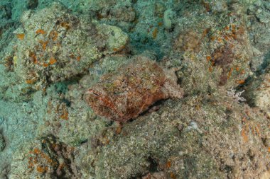 Kızıl Deniz 'de balıklar yüzer, renkli balıklar, Eilat İsrail