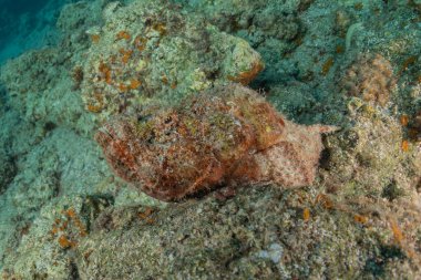 Kızıl Deniz 'de balıklar yüzer, renkli balıklar, Eilat İsrail