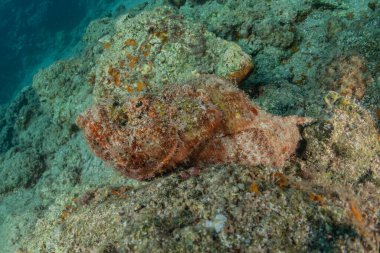 Kızıl Deniz 'de balıklar yüzer, renkli balıklar, Eilat İsrail