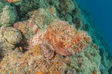 Kızıl Deniz 'de balıklar yüzer, renkli balıklar, Eilat İsrail