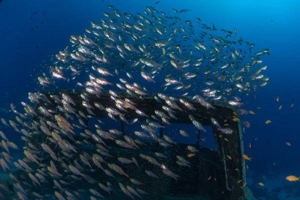 Рыбы Плавают Красном Море Красочные Рыбы Эйлат Израиль — стоковое фото