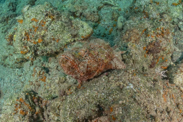 Peixes Nadam Mar Vermelho Peixes Coloridos Eilat Israel — Fotografia de Stock