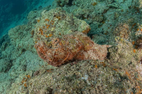 Vissen Zwemmen Rode Zee Kleurrijke Vissen Eilat Israel — Stockfoto