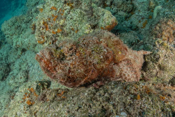 鱼在红海里游来游去 五彩斑斓的鱼 以色列鳗鱼 — 图库照片