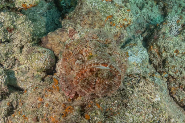 Fische Schwimmen Roten Meer Bunte Fische Eilat Israel — Stockfoto