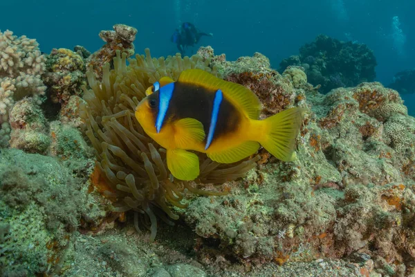 Los Peces Nadan Mar Rojo Peces Coloridos Eilat Israel —  Fotos de Stock